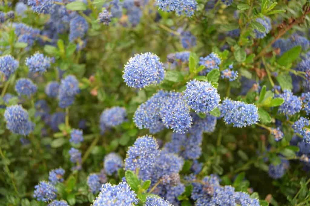 Ceanothus 'Italian Skies' 20-30 cm